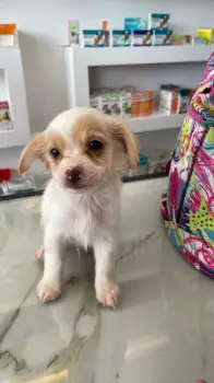 Chihuahua mariposa