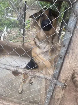 Pastor alemán en venta