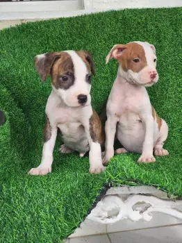 Oferta cachorro pitbull ambos sexo en santo domingo y vacuna
