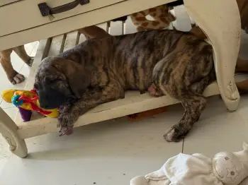 Oferta cachorro fila brasileÑo hembra en santo domingo con su vacuna a