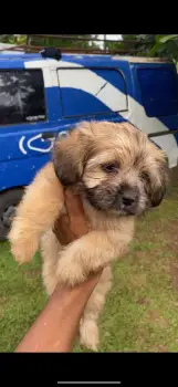 Oferta cachorro shipoo macho y hembra en santo domingo vacunados