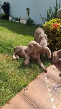 Oferta cachorro weimaraner ambos sexo se entrega con todo al dia ubica