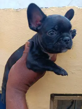 Oferta cachorro bulldog frances macho en santo domingo y vacuna al dia