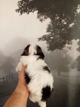 Oferta cachorro shih tzu macho en santo domingo y vacuna al dia