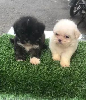 Oferta cachorro shipoo ambos sexo en santo domingo y vacuna al dia