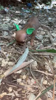 Oferta cachorro chihuahua hembra en santo domingo vacuna al dia
