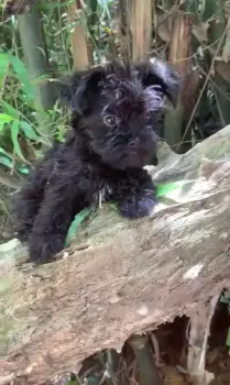 Oferta cachorro shipoo hembra en santo domingo y vacunado