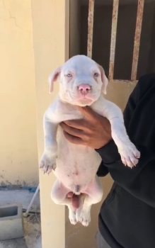 Oferta cachorro pitbull ambos sexo en santo domingo y vacuna