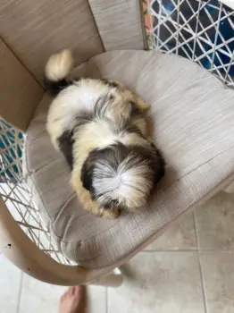 Oferta cachorro shih tzu macho en snato domingo y vacuna al dia
