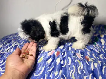Oferta cachorro shih tzu macho en snato domingo y vacuna al dia