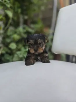 Oferta cachorro yorkie ambos sexo en santo domingo y vacunados