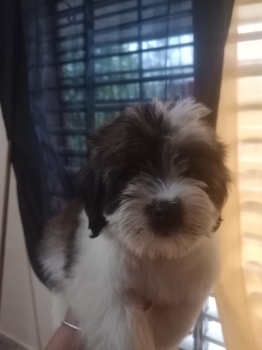 Shih poo macho y hembra