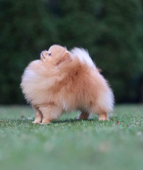 Pomerania importado desde rusia para monta