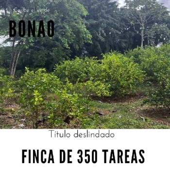 Finca de 350 tareas con casa campestre y sembradas de limón en bonao