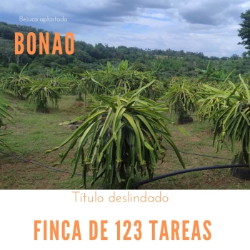 Vendo y alquilo una finca de 123 tareas sembradas de pitahaya y plátan