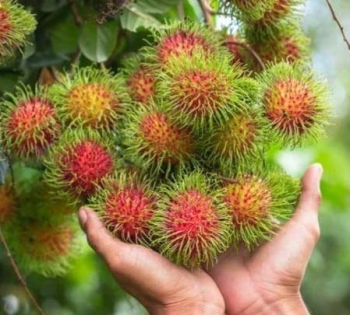 Limon limoncillo chino rambutan