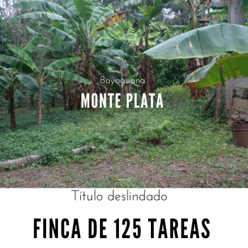 Finca de 125 tareas con casa ganadera y agrícola en bayaguana