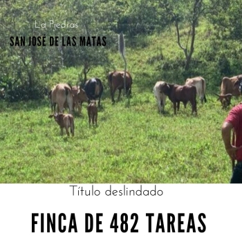 Finca de 482 tareas con vocación ganadera y agrícola en san josé de la