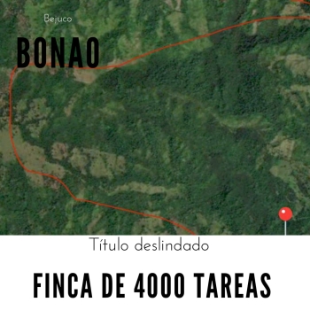 Finca de 4000 tareas sembrada de pinos en bonao