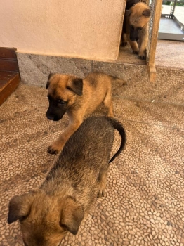 Cachorros pastor belga malinois