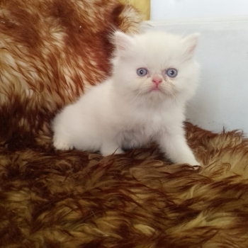 Gatos persa ambos sexos