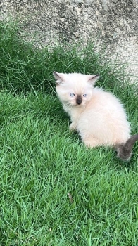 Gato siamés ambos sexos