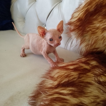 Gatos esfinges ambos sexos