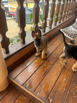 Cachorros pastor belga malinois