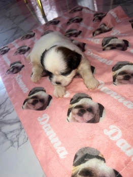 Adorable shih tzu inf ws 8496360797