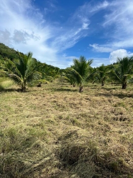 Finca de aguacates y cocos con titulo de propiedad