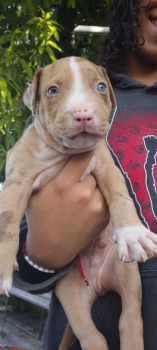 Dos perro pitbull merle en barahona