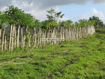 Vendo 42000 tareas en barahona