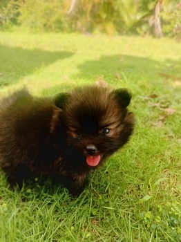 Pomerania cara de oso enana