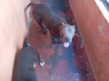 Pitbull blue hembra 3 años muy dócil de linia  a parido 2 camada de 9