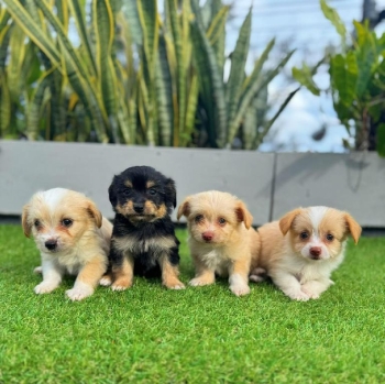 Cachorros shih-poo el compañero peludo perfecto te espera!