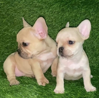 Oferta cachorro bulldog frances hembra en santo domingo y vacunado