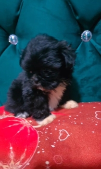 Oferta cachorro shih tzu ambos sexo en santo domingo y vacunado