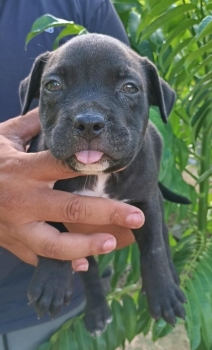 Oferta cachorro pitbull hembra en santo domingo vacunado