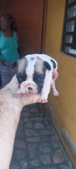 Bulldog francés  en san pedro de macorís