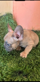 Oferta cachorro bulldog frances ambos sexo con su vacuna en santo domi