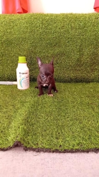 Oferta cachorro chihuahua ambos sexo en santo domingo con su vacuna al