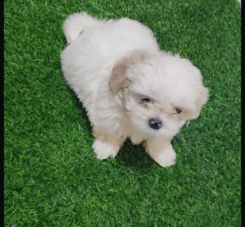 Oferta cachorro shih tzu macho en snato domingo y vacuna al dia