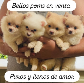 ???? pomerania auténticos — nacidos el 14 de octubre ????