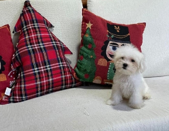 Oferta cachorro maltes macho en santo domingo con su vacuna