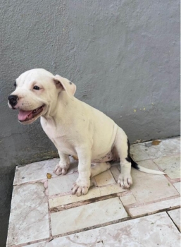 Oferta cachorro pitbull hembra en santo domingo vacunado