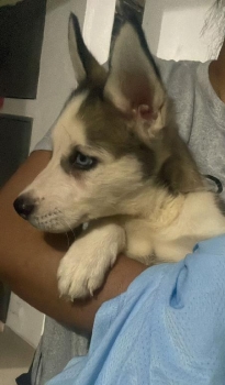 Oferta cachorro husky macho en santo domingo y vacuna al dia