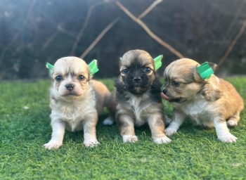Chihuahua mariposa cabeza de manzana ambos sexos