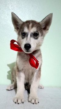 Oferta cachorro husky ambos sexo santo domingo y vacunado