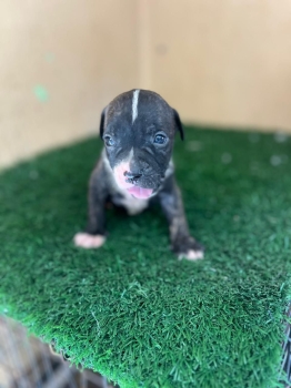 Oferta cachorro pitbull ambos sexo en santo domingo y vacuna