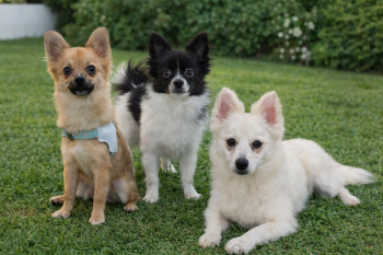 ???? busco persona para cuidar perros con patio